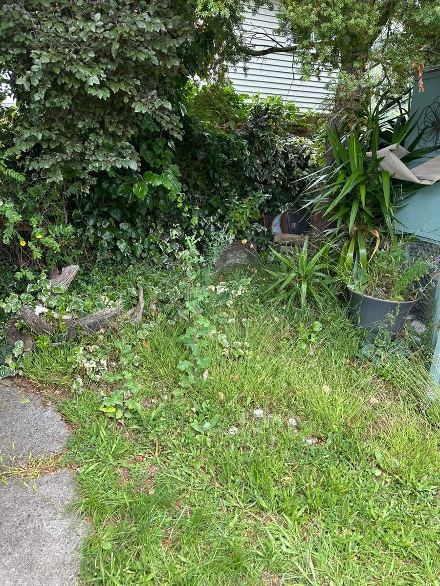 Mowed backyard garden with shed
