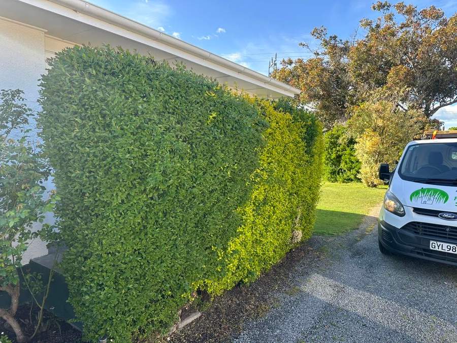 Freshly trimmed hedge alongside a driveway