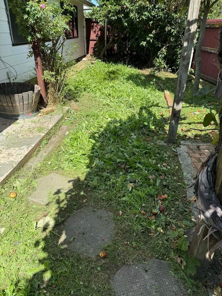 Freshly mowed lawn with clippings near an orchard