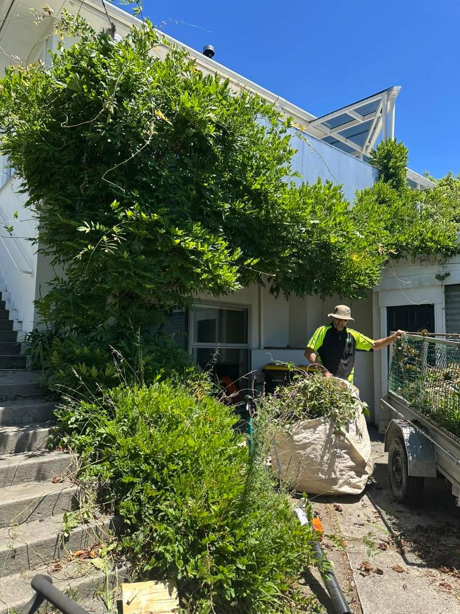 Clearing overgrown vines from a property